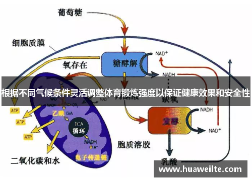 根据不同气候条件灵活调整体育锻炼强度以保证健康效果和安全性